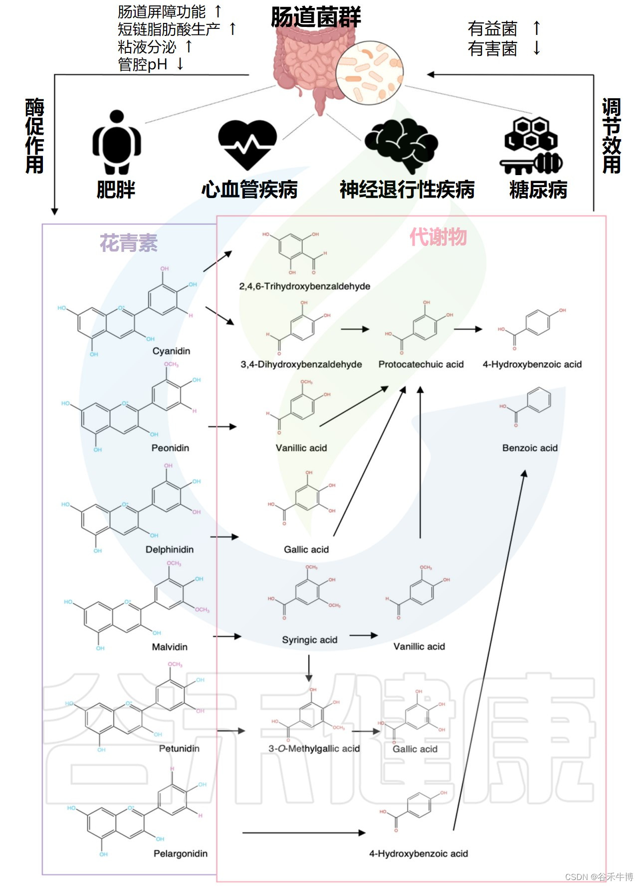 花青素-肠道微生物群-健康轴