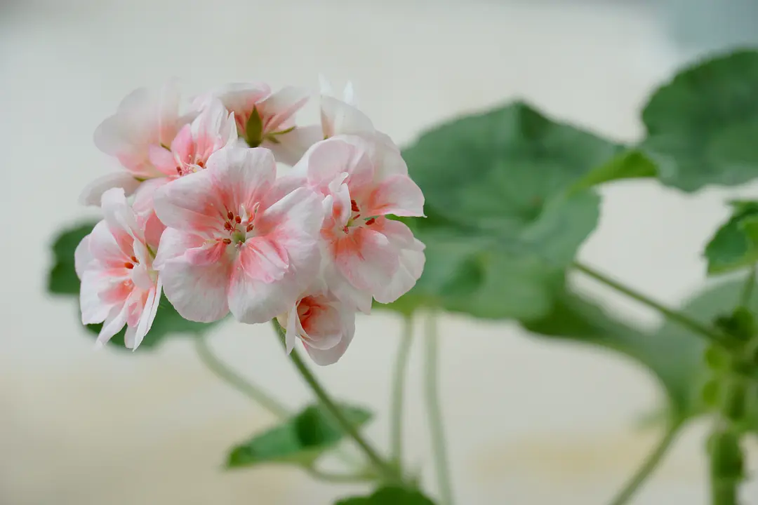 bmp图像操作_lori_221的博客-csdn博客