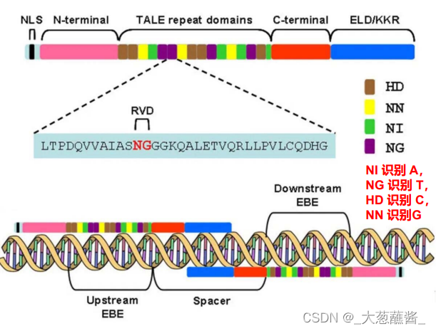 基因工程-7-基因表达谱研究技术__玻璃晴朗_的博客-CSDN博客