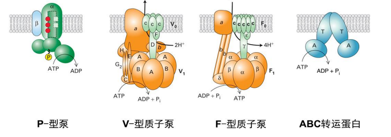 物质进出细胞的方式