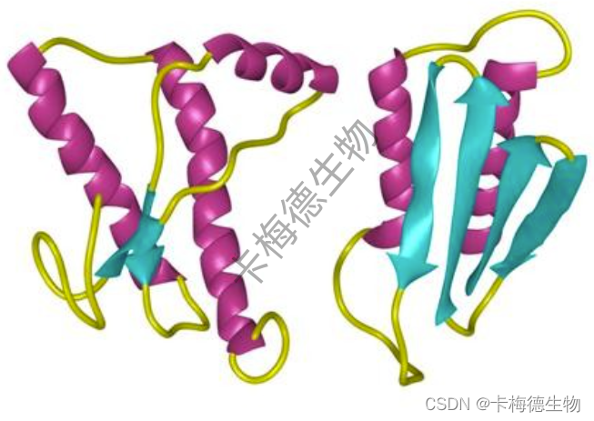 淀粉样肽β（Aβ）介绍