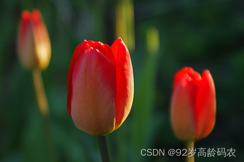 tulips