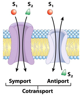 (三)主动运输(active transport)