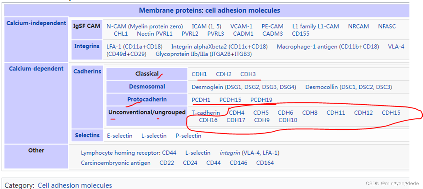 Adiponectin 脂联素 ； T-cadherin +exosome