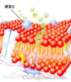 【Bio】碳水化合物 carbohydrate 和糖蛋白 glycoprotein