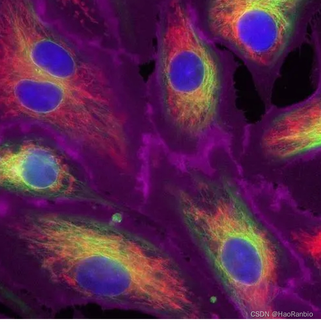 细胞检测荧光探针定制，通过特定的荧光染料或荧光标记技术，对细胞进行标记和检测-CSDN博客