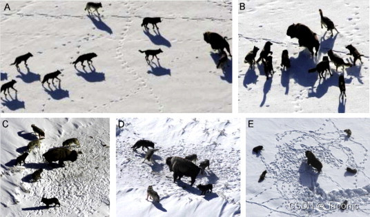 Figura 2 El comportamiento de caza de los lobos grises.