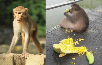 硬派健身——健身先健脑