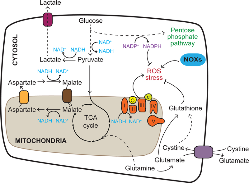 维持增殖细胞氧化还原稳态