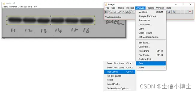 image J 对Western blot 条带进行灰度分析 量化分析