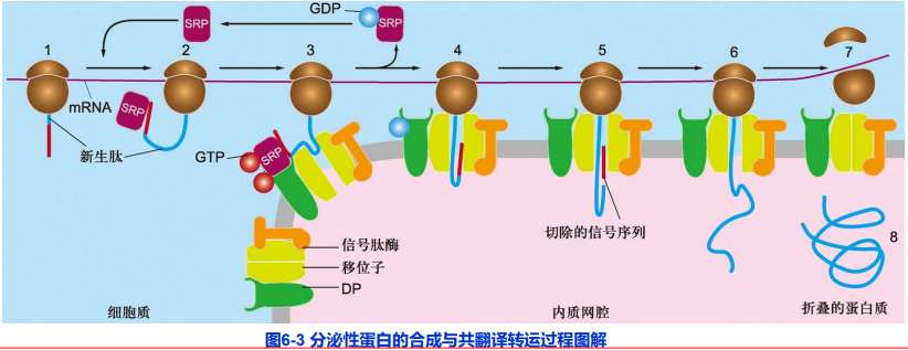 细胞生物学6蛋白质分选与膜泡运输