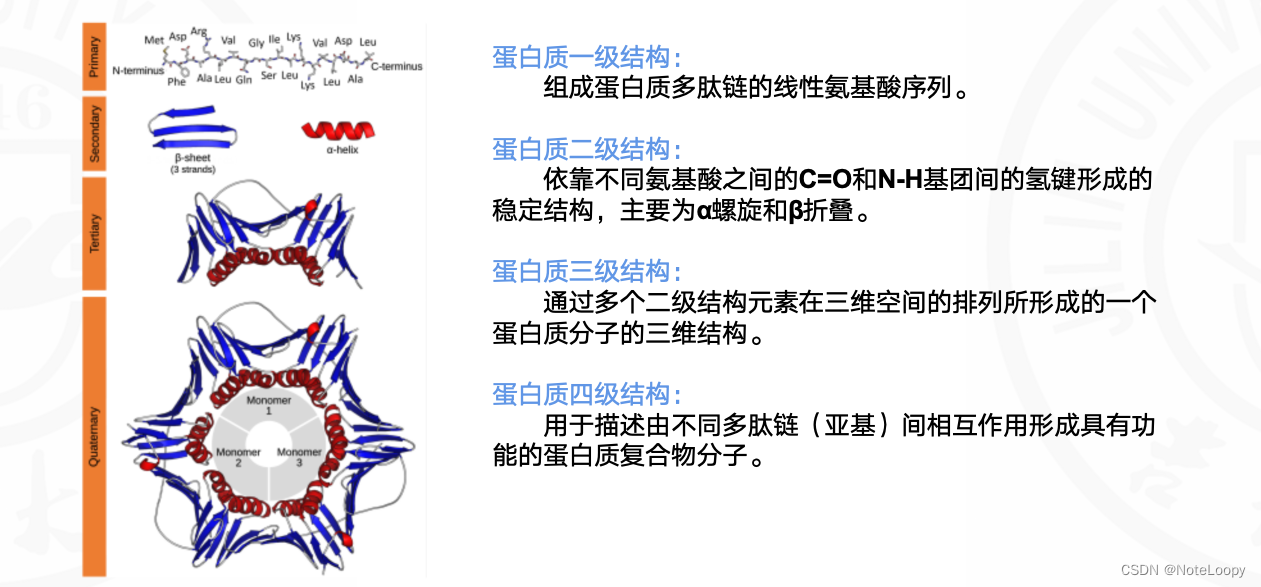 Protein Structure Representation Learning by Geometric Pretraining通过几何