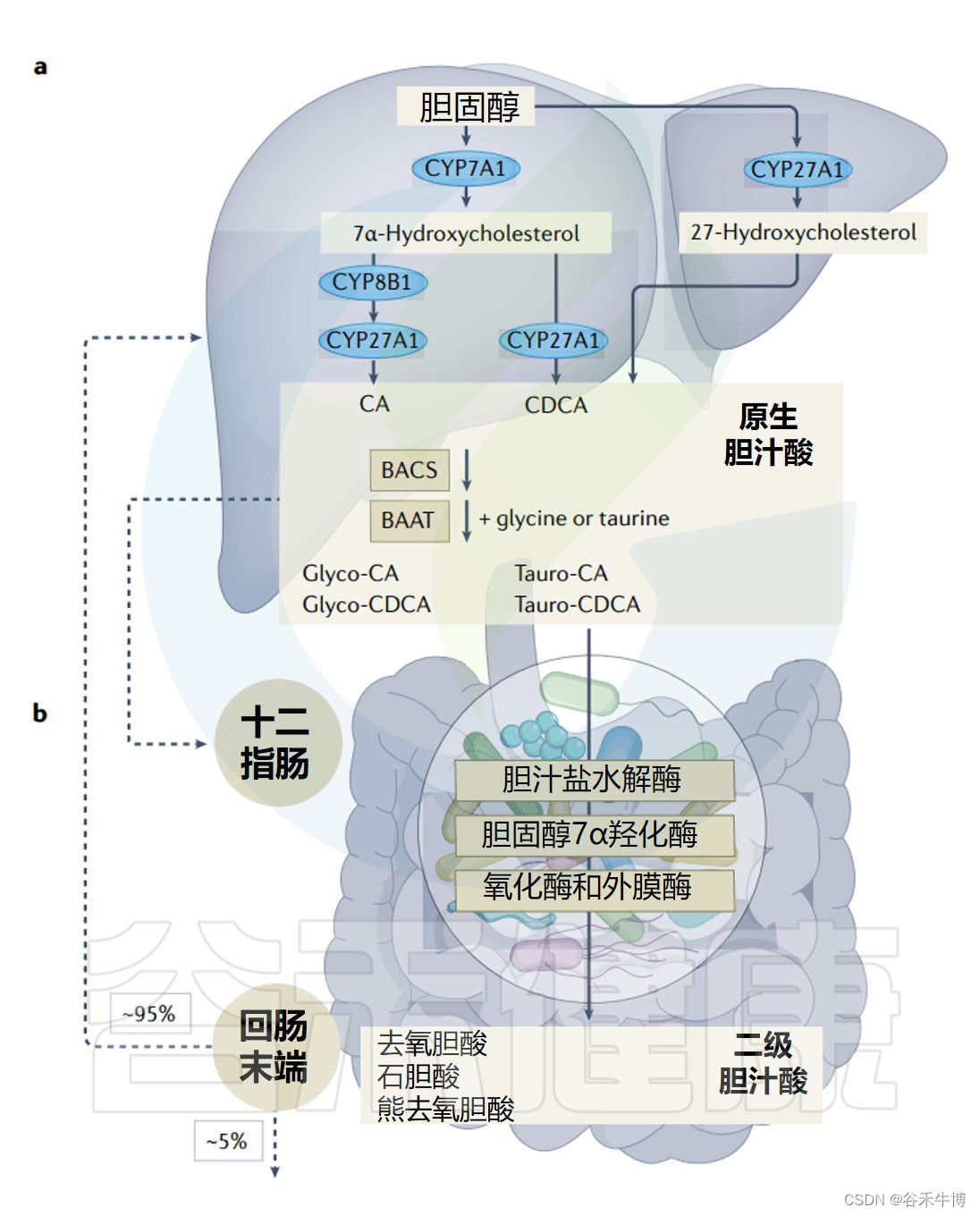 胆汁代谢过程图解图片