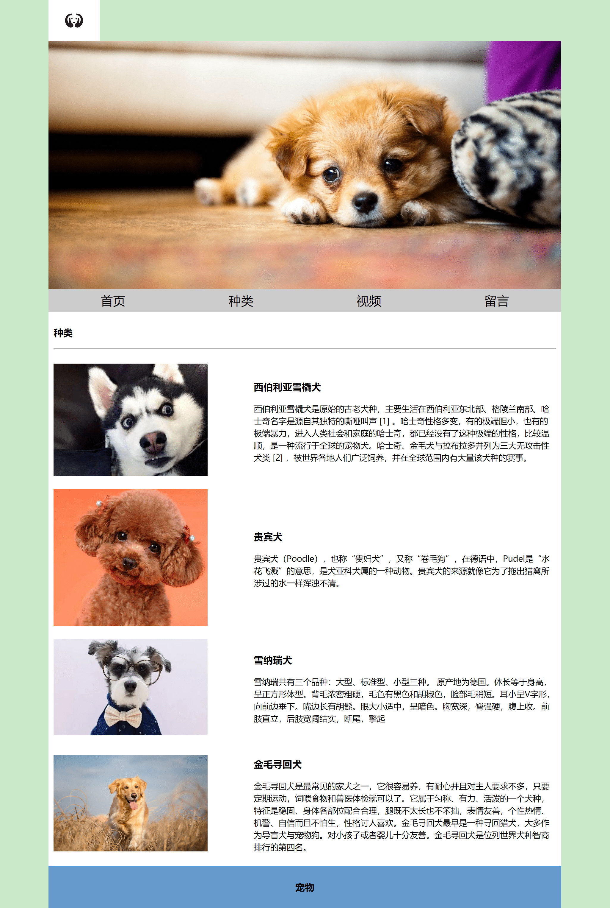大学生宠物网页模板 简单网页制作作业成品 极简风格宠物介绍html网页