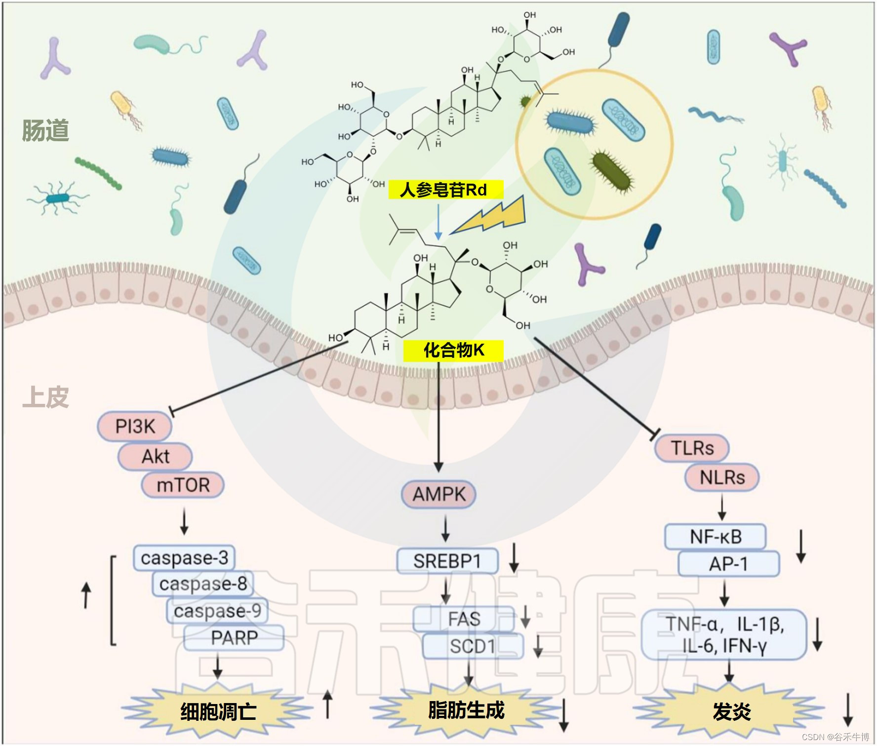 肠道微生物在天然产物生物转化中的潜在作用
