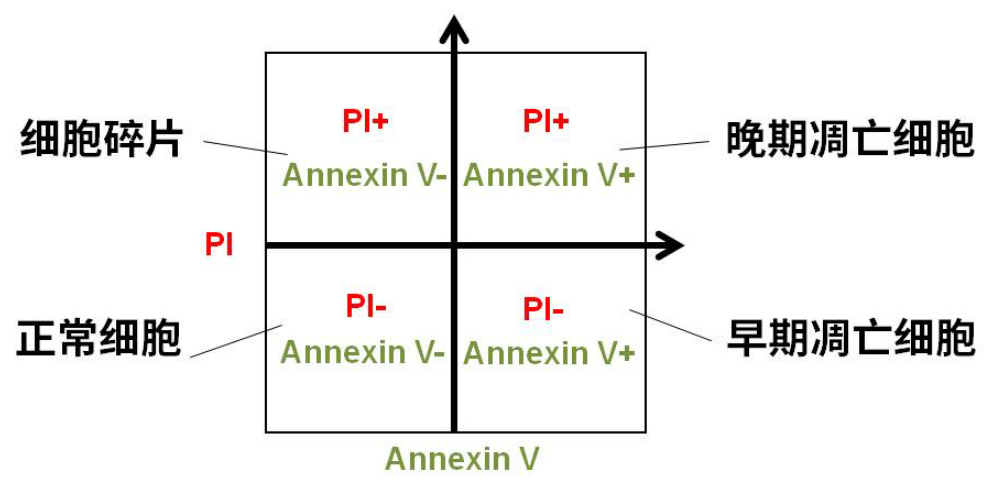 检测细胞凋亡:annexin v-pi 双染