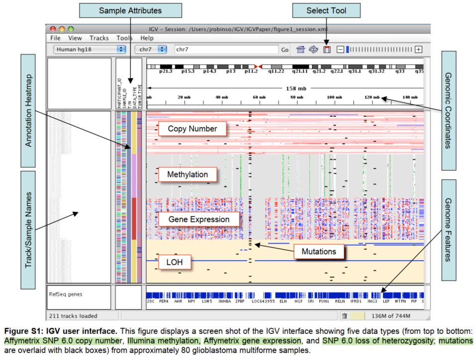 【软件介绍】IGV软件的安装和基本介绍_integrative genomics viewer-CSDN博客