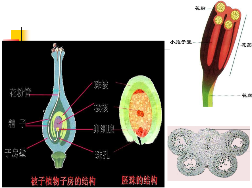 同授粉前73花药(花粉细胞,未授粉的胚珠,未授粉的子房授粉后73胚