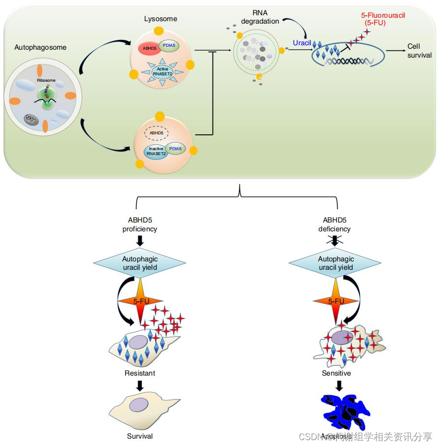 ABHD5 调控细胞自噬依赖的嘧啶合成介导结肠癌对5-FU 的药物敏感性改变