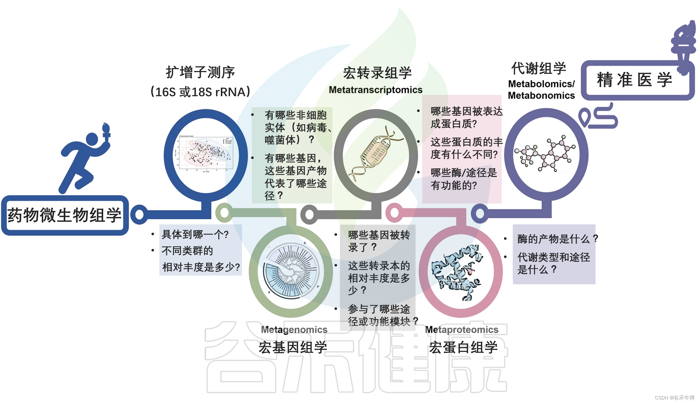 肠道菌群介导的药物反应的个体差异不容忽视