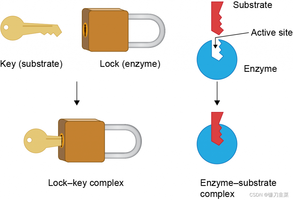 【化学信息学】计算机辅助药物设计的发展_计算机预测药效发展经过CSDN博客