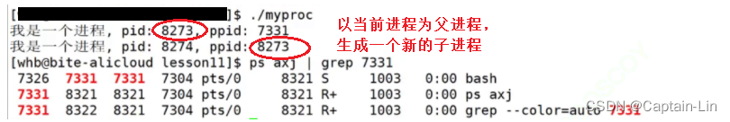 【Linux初阶】进程的相关概念 | 进程管理  查看进程  获取进程标识符  fork进程创建