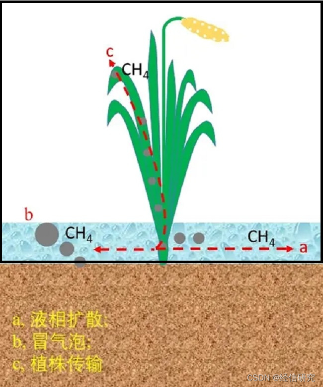 中国高产水稻促粮食增产 国稻种芯：为碳减排做出重要贡献