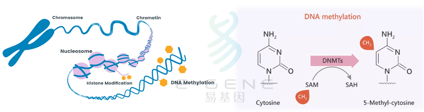 一文读懂：十大DNA甲基化研究核心问题_dna为什么不能作为生物标志物-CSDN博客