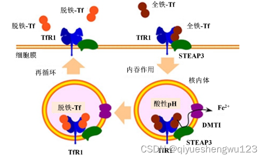 荧光标记转铁蛋白-（FITC, cy3, cy5, cy7, 香豆素, 罗丹明）