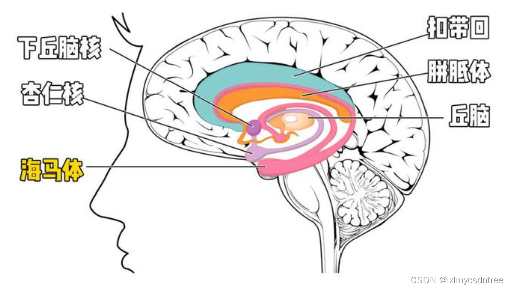 杏仁体又是和海马体直接连接的,海马体是对称的左右环状带结构