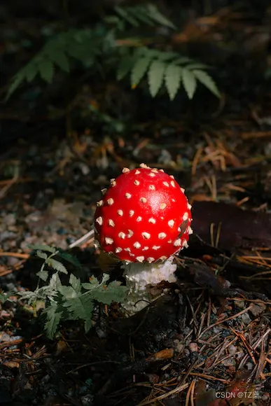 题解：排序函数的应用，逻辑运算和算术运算之间的优先级