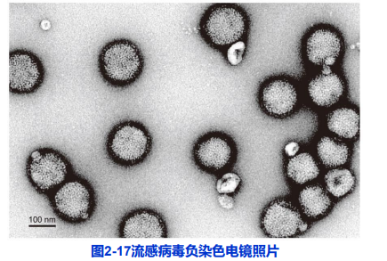 主要的電鏡制樣技術