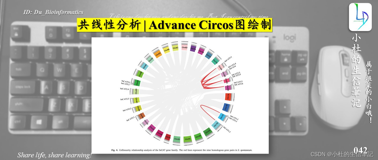 共线性分析 | Advance Circos图绘制_三个物种的circos共线性分析-CSDN博客
