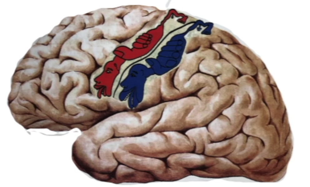 大脑皮质小人图图片