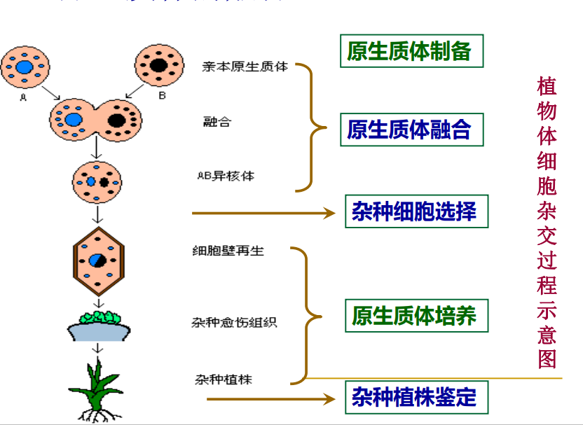细胞工程-6-原生质体分离核体细胞杂交_原生质体融合前需要将原生质体