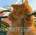 肥肥猫猫 猫猫困困