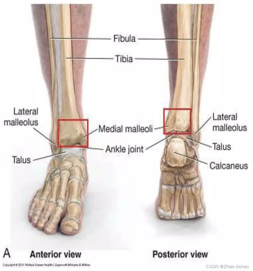 Paper】2021_Statistical shape modeling of the talocrural joint