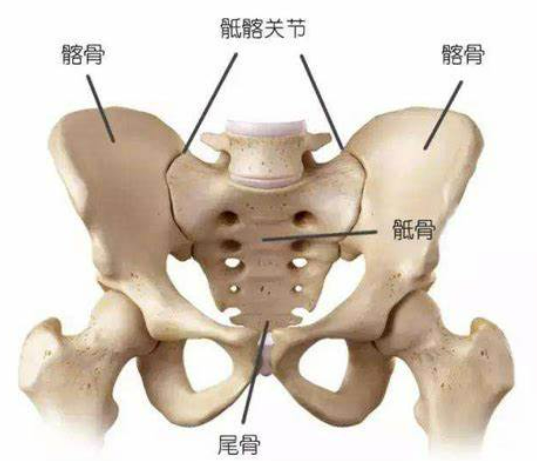 x光片骨盆图片