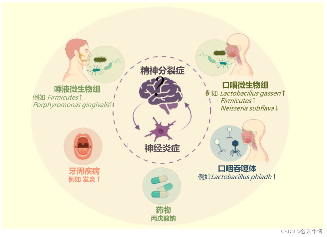 口-肠-脑轴与精神健康的关系