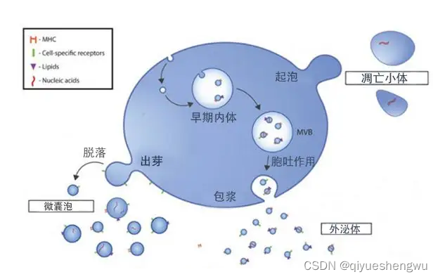 载阿霉素细胞膜纳米囊泡|细胞外囊泡递载circDYM|细胞膜仿生聚合物囊泡