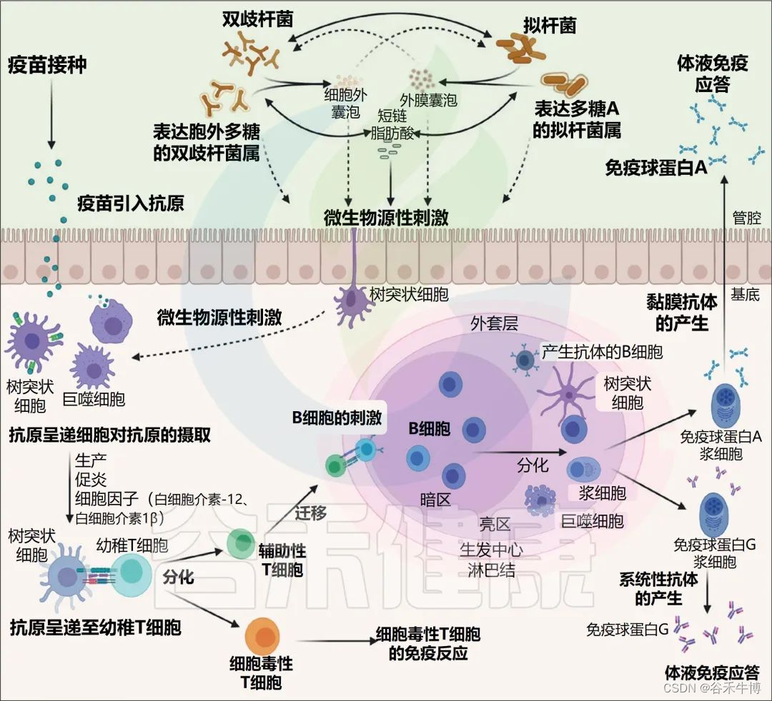 生命早期肠道微生物组和疫苗功效