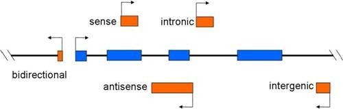 【non-coding RNA】 非编码RNA有哪些？-CSDN博客