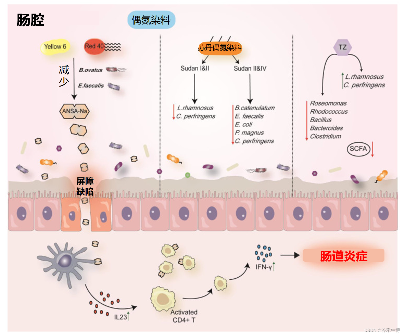 食品添加剂：健康还是危险？——从肠道微生物角度分析