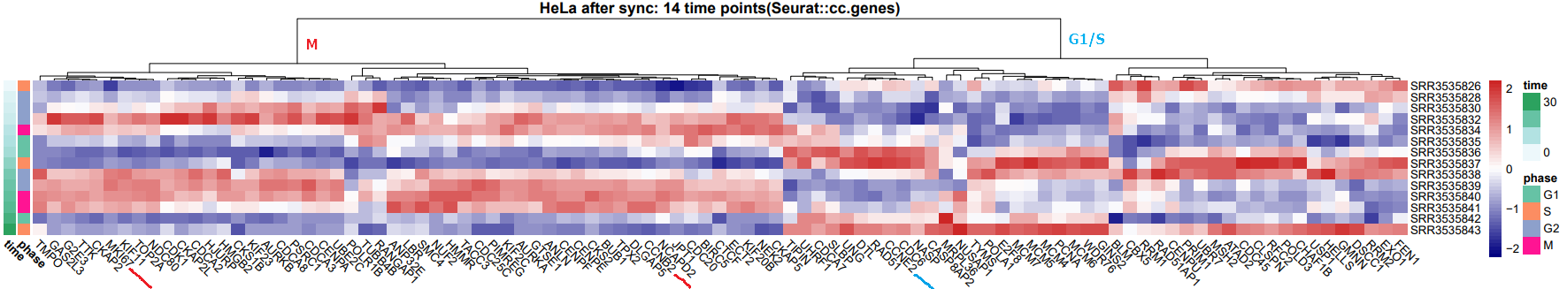 heatmap | cell cycle genes in Seurat