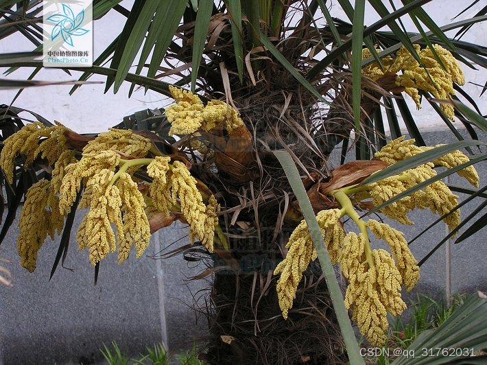 常见树种（贵州省）：012茶、花椒、八角、肉桂、杜仲、厚朴、枸杞、忍冬