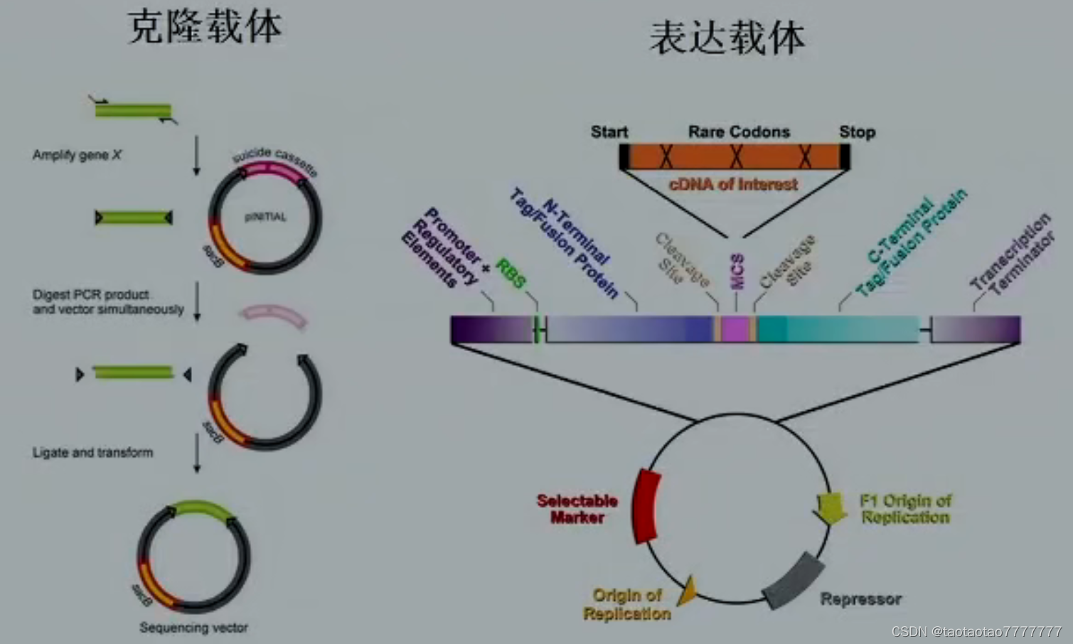 6. 重組 dna 克隆技術