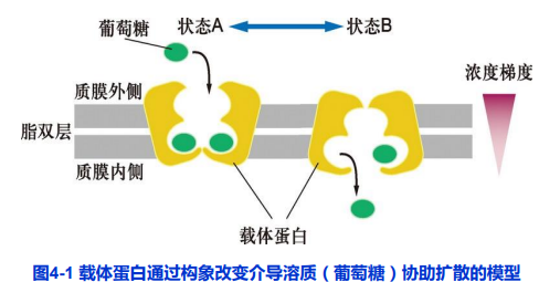 跨膜运输名词解释细胞生物学_水跨膜运输的方式
