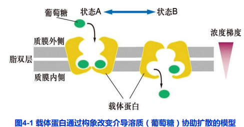 物质进出细胞的方式有哪些_细胞生命历程的思维导图「建议收藏」