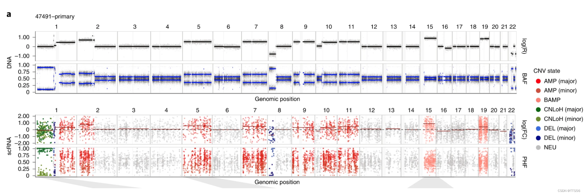 （文献随笔）单细胞转录组体细胞拷贝数变异的单体型分析（nature Biotechnology，2022 年 9 月 26 日 Numbat 单细胞 Csdn博客