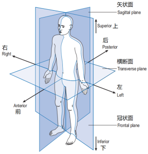 步态分析图解图片